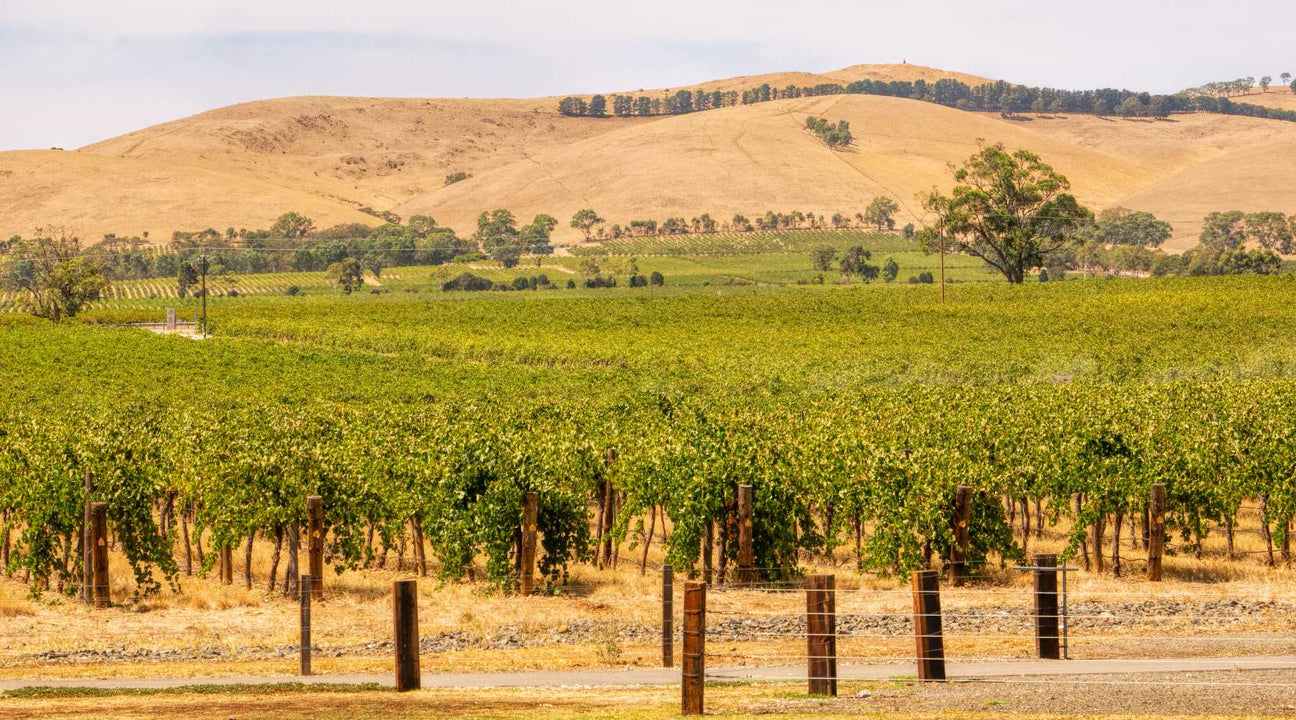 barossa shiraz wine in australia