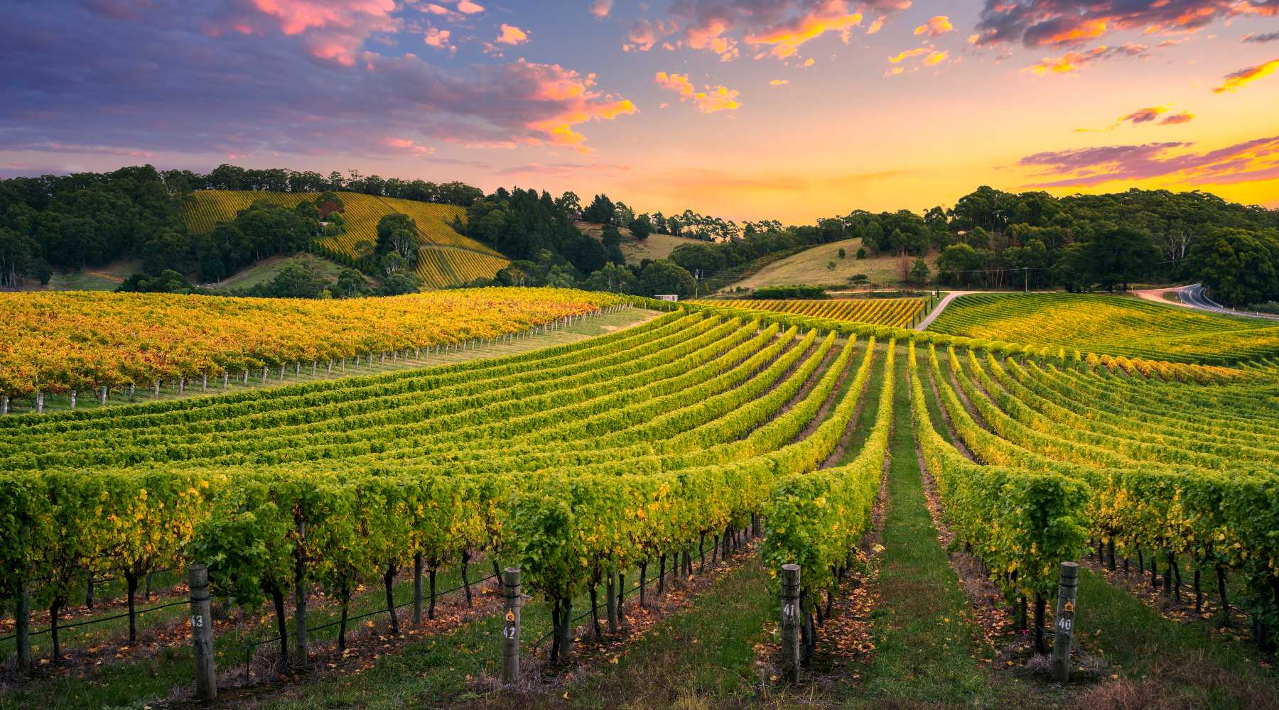 South Australia: The Beating Heart of Australian Wine