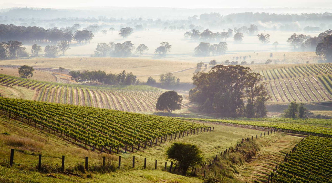 NSW | The Birthplace of Australian Wine