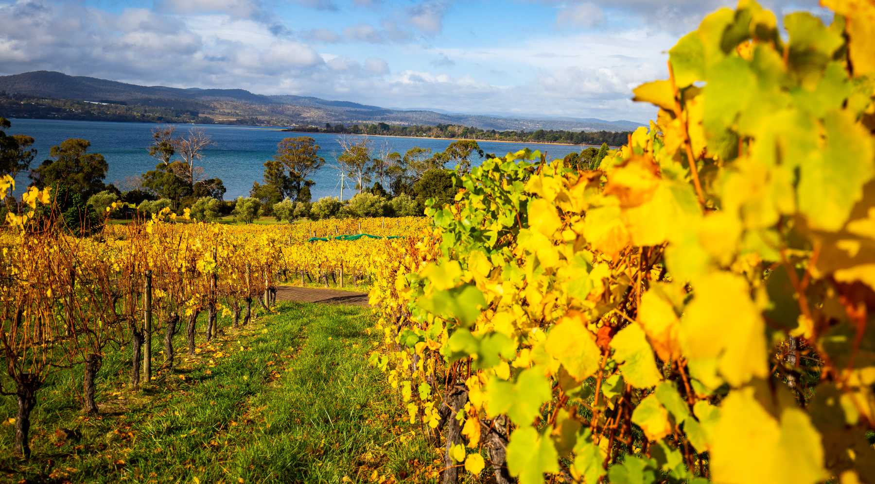 coal river valley vineyard in Hobart, Tasmania