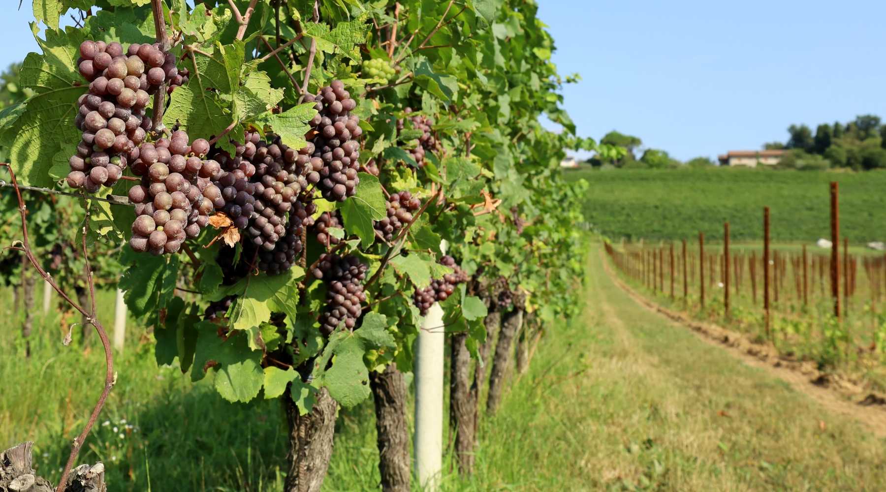 pinot gris and pinot grigio vineyard