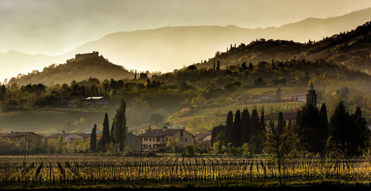 tempranillo wine vineyard in spain